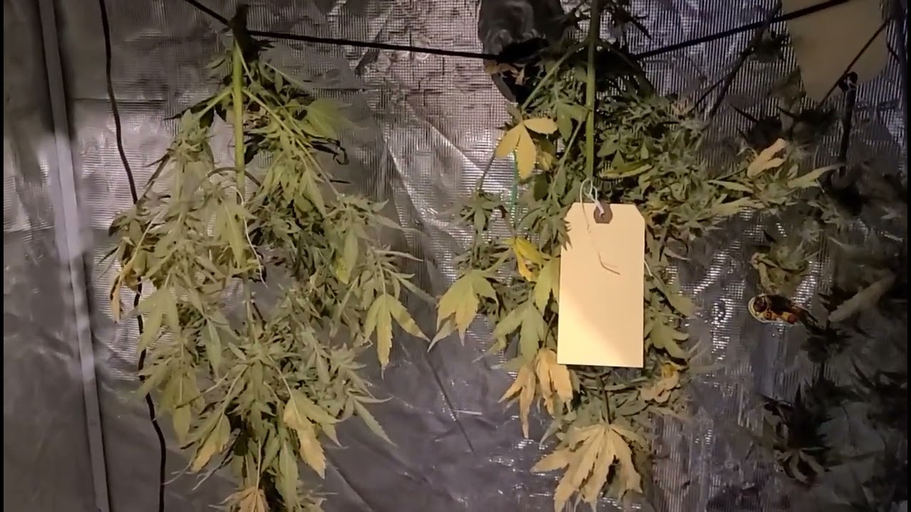How to dry your plants...#marshydro #tps