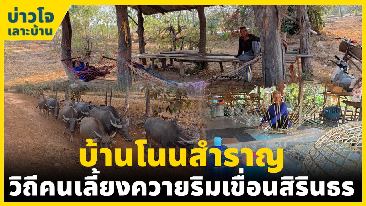 ชนบทอีสาน | วิถีคนเลี้ยงควายริมเขื่อนสิรินธร บ้านโนนสำราญ จ.อุบลราชธานี