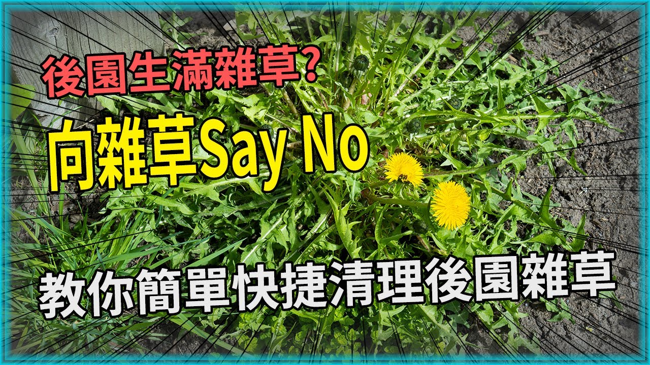 簡單快捷清理後園雜草 - 完善後園第一步 | Restoring your lawn - How to get rid of weeds? (English subtitle) - 4K