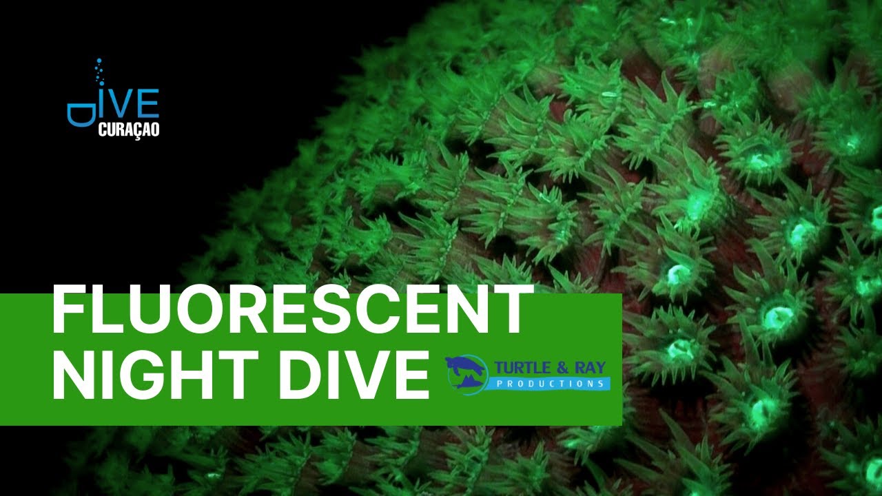 Fluorescent Night Diving in Cura&ccedil;ao: Discover a Mind-Blowing Underwater World in a Whole New Light