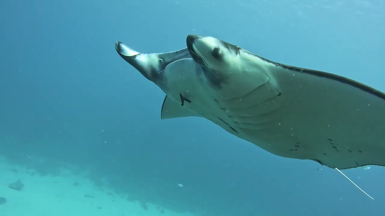 Diving in BoraBora with Manta