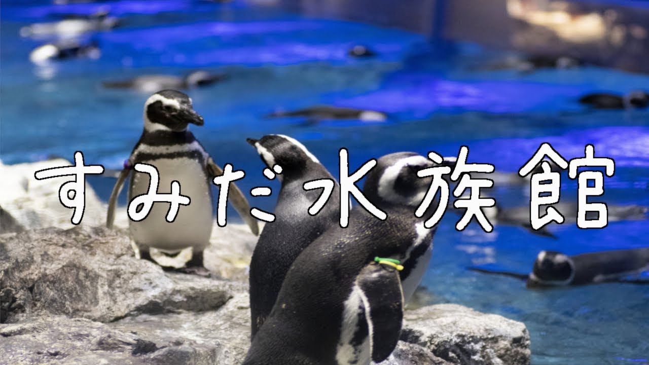 【東京都 4K】すみだ水族館の散歩(立体音響ASMR)