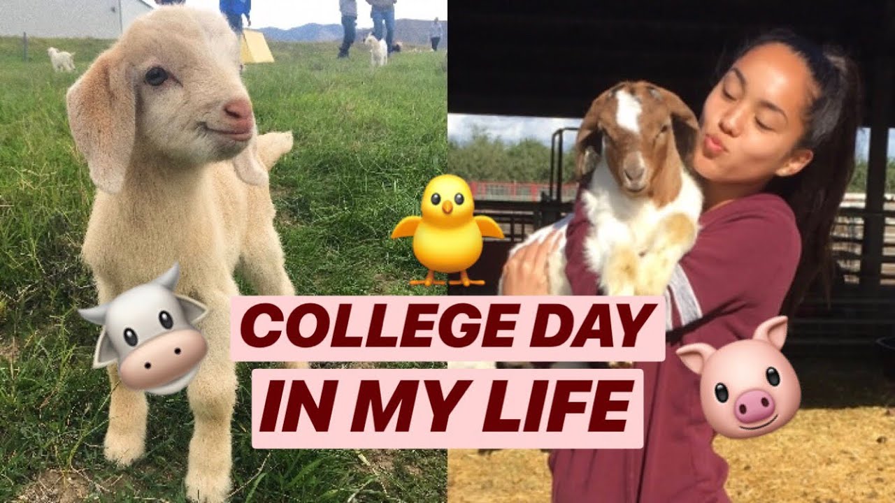 COLLEGE DAY IN MY LIFE | ANIMAL SCIENCE MAJOR