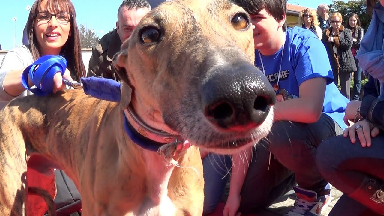 SOS Levrieri - 28 Marzo 2015 adozioni Galgo