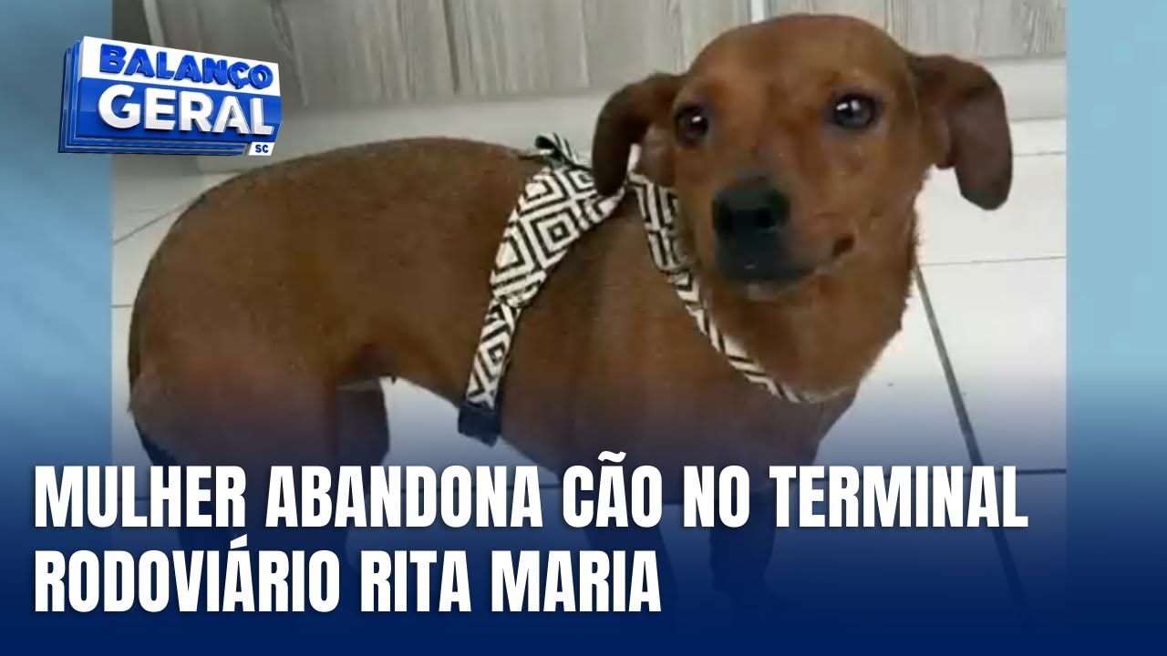 Cão é abandonado na Rodoviária Rita Maria e caso gera indignação