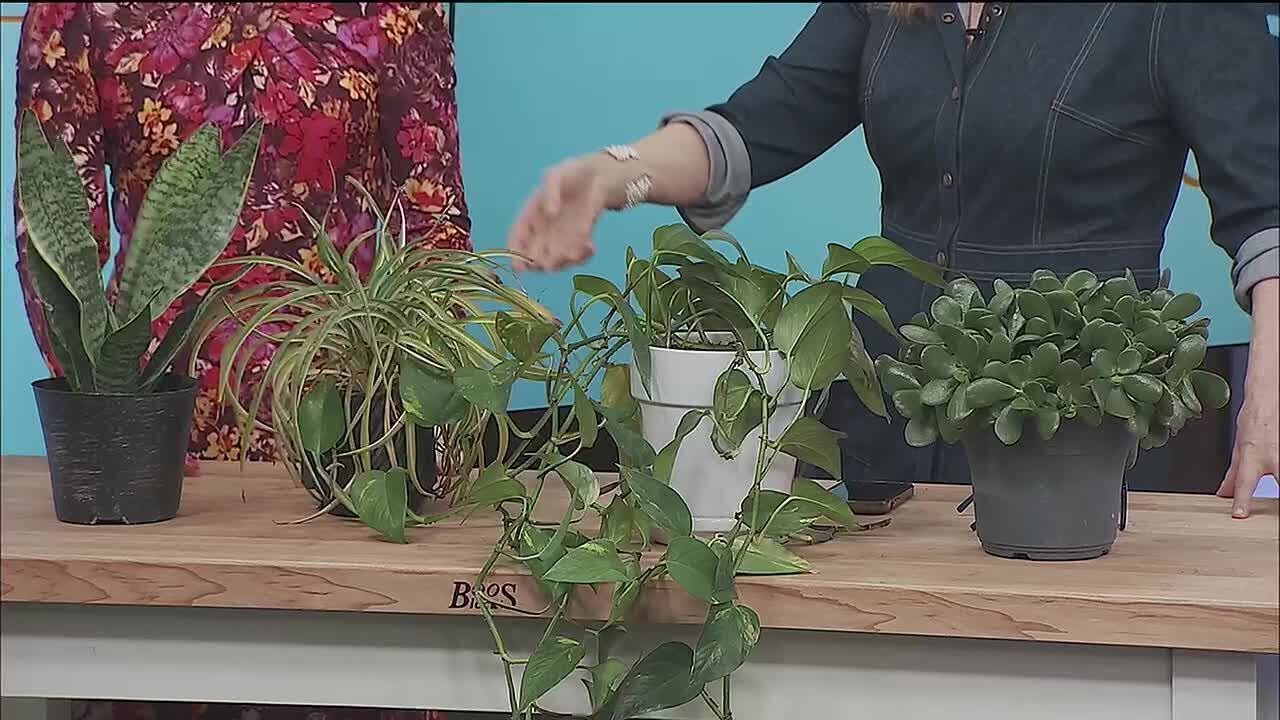 Midwest Access - Viv's Groovy Garden: House Plants Easy to Parent
