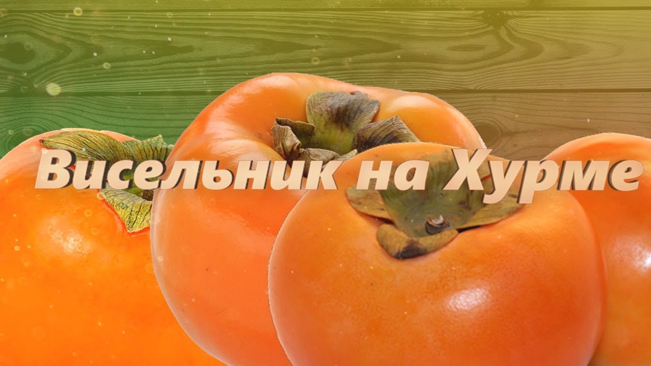 Настойка на Хурме. Рецепт Висельника в домашних условиях