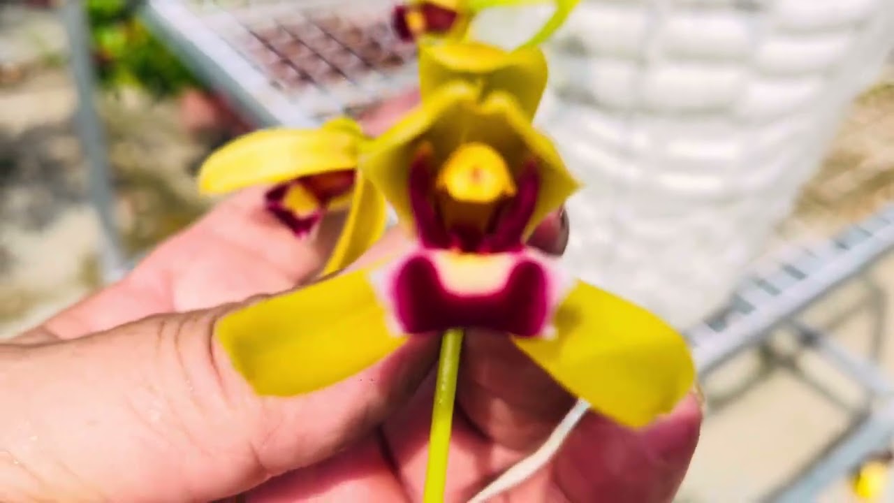 RuBy I Hoa Lan kiếm 180525😍😍😍
