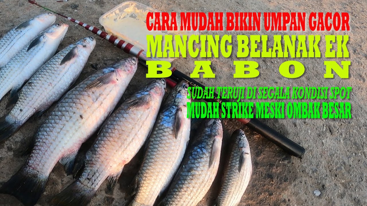Cara Mudah Bikin Umpan Gacor Mancing Belanak EK Babon Di Segala Spot