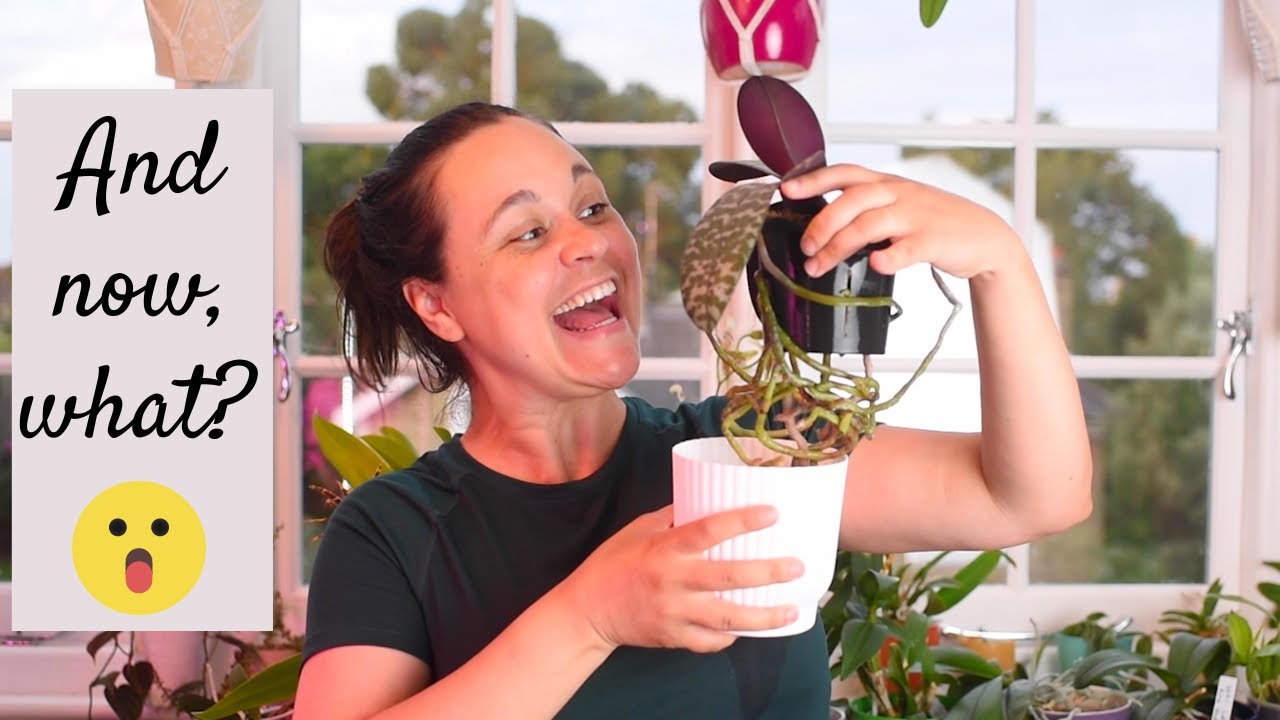 Repotting Phalaenopsis schilleriana: managing 