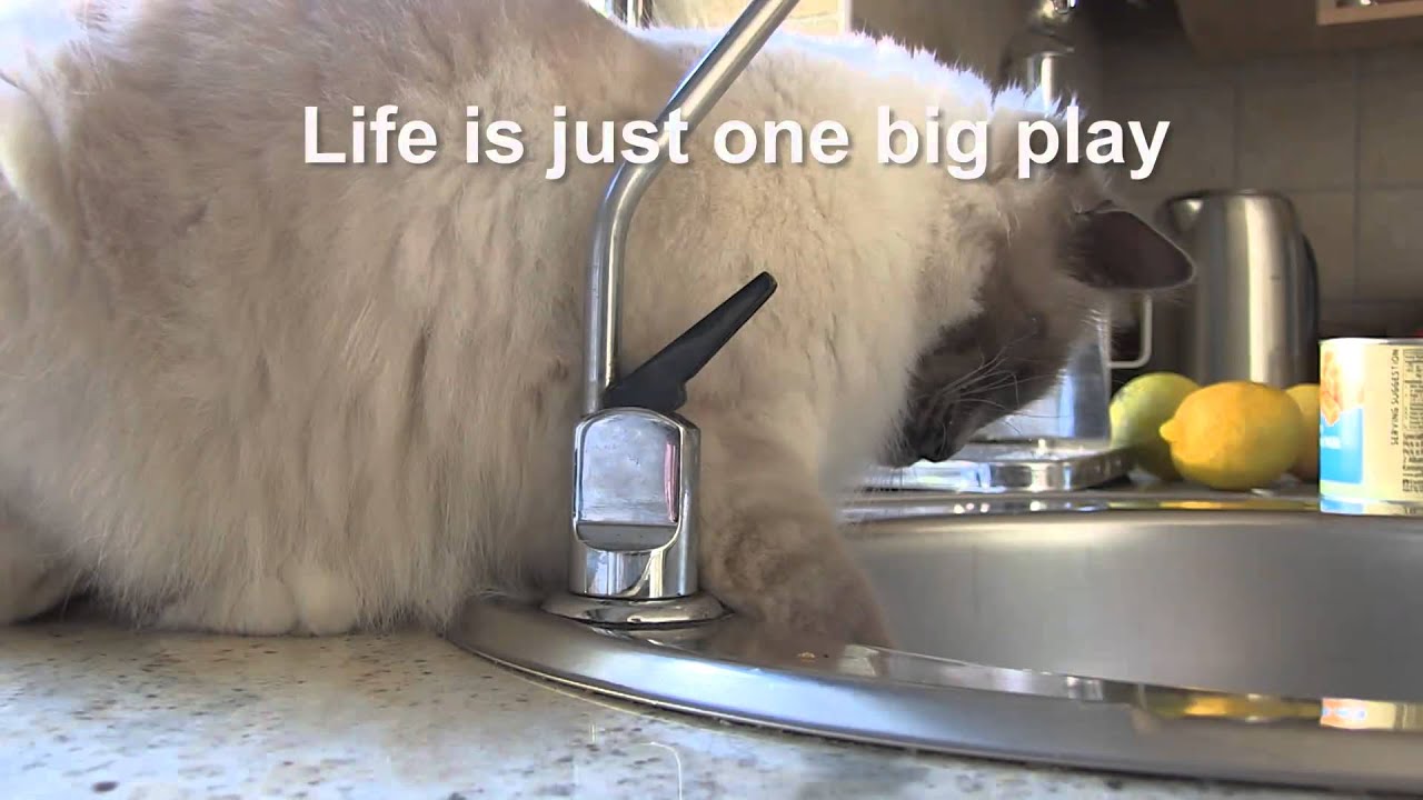 Our Birman Cats