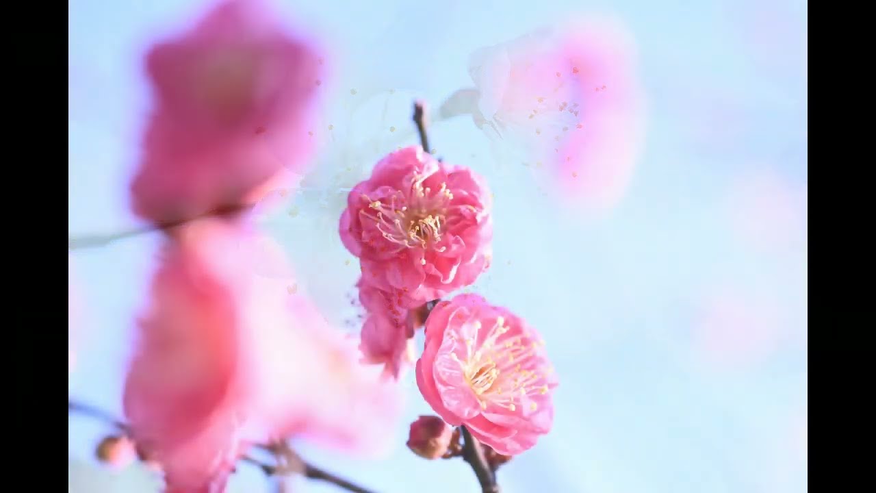 2026年1月5日　梅　羽根木公園（東京都世田谷区）