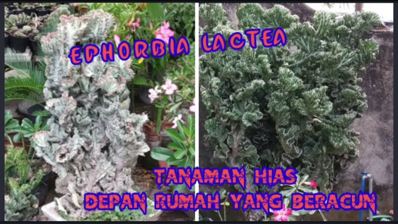 TANAMAN HIAS DEPAN RUMAH YANG BERACUN EPHORBIA LACTEA CRISTATA