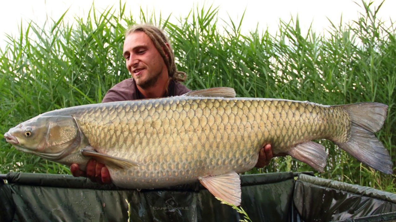 Karpfenangeln Fzz Baggersee Österreich (Steiermark) im Sommer - CARP fishing - Radical