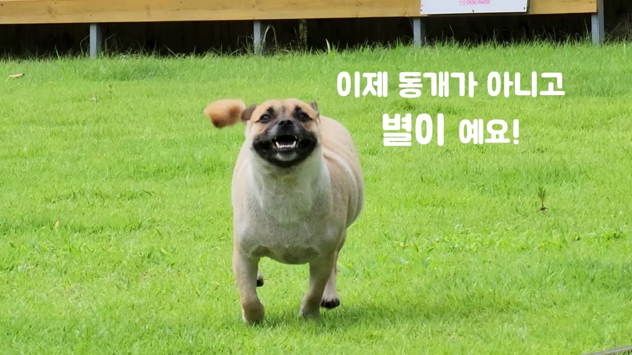 [#699] 시골동네개에서 신분세탁하고 도시개가 된 동개(feat 돌콩, 알콩)