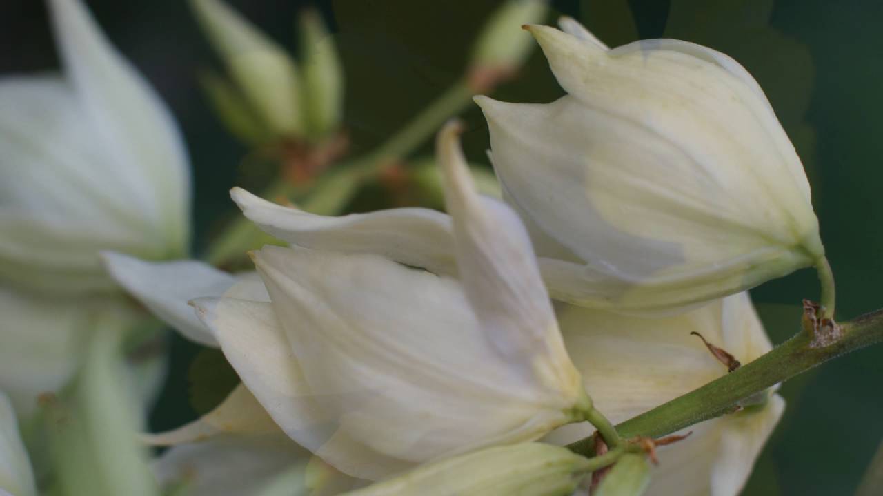 My flowers -part 2 Full HD