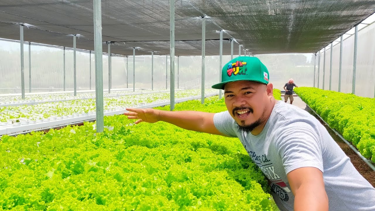 LETTUCE FARMING I HOW TO HIT THE JACKPOT I HIGH DEMAND CHRISTMAS SEASON