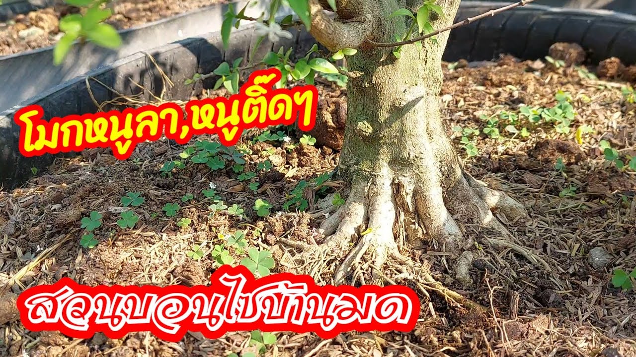 🌿💥โมกหนูลาโคนผายรากสวย เขาทำกันยังไงไปดูงาน เพื่อเป็นแนวทางการสร้างงานที่สวนบอนไซบ้านมด