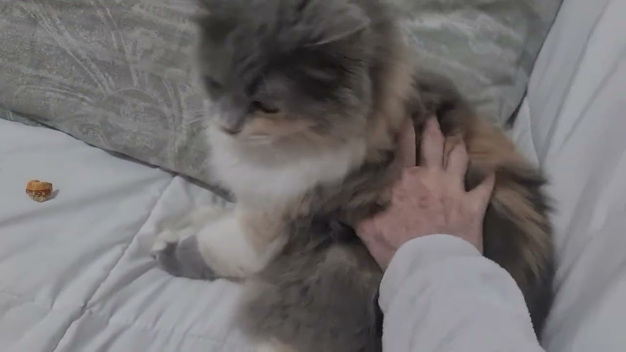 #cat #веселыекоты 
