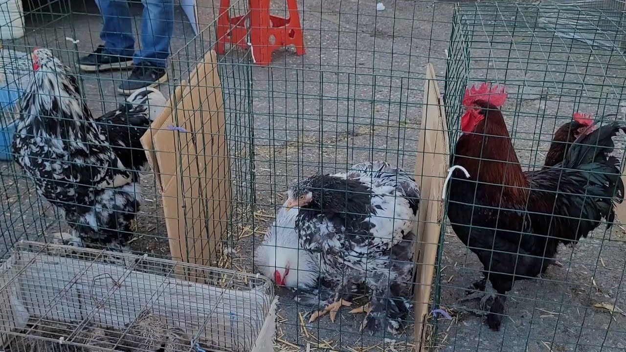 Tavuk Pazarı İstanbul Tuzla Aydınlı 22 03 2025