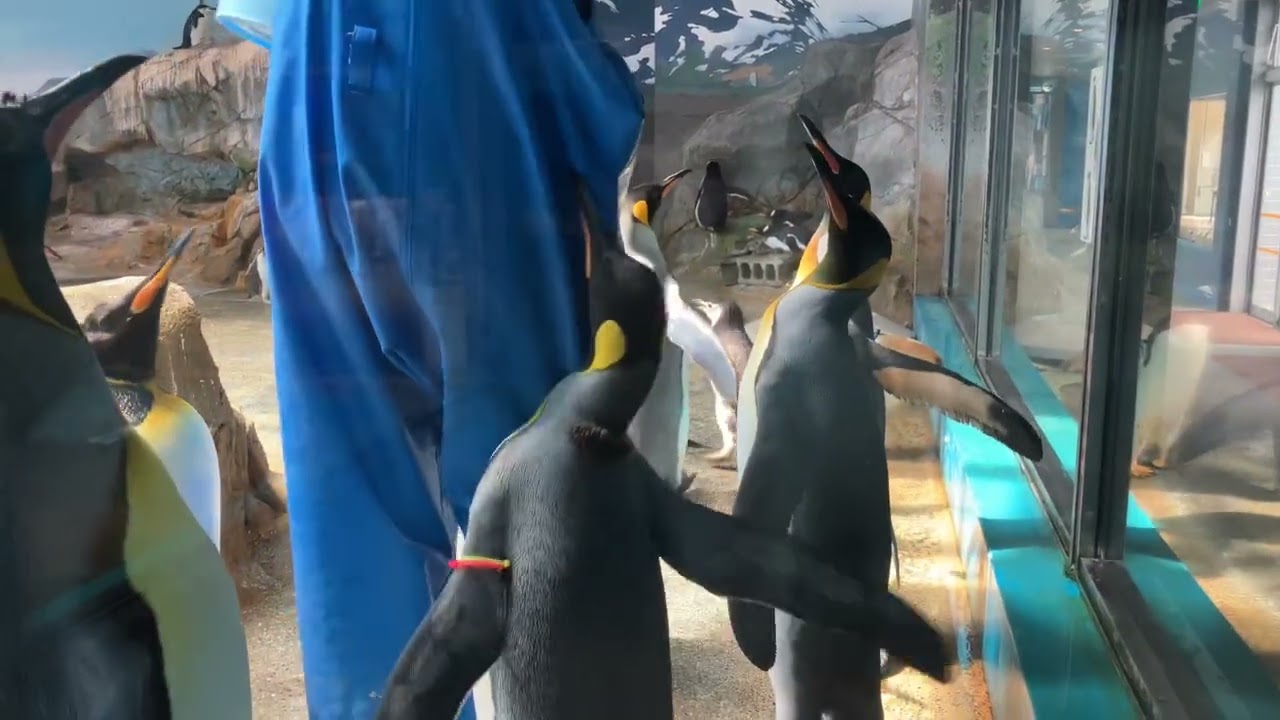 キングペンギンたちの給餌タイム