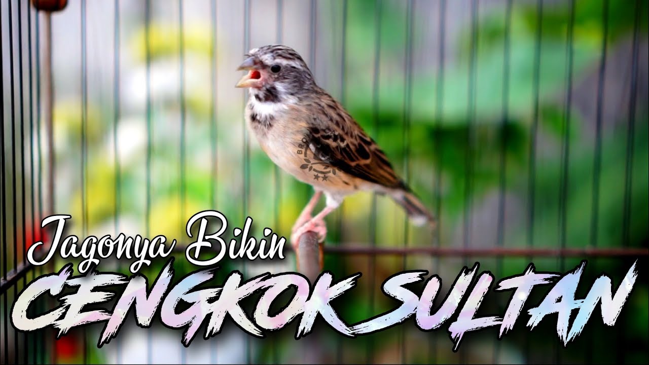 SUARA BURUNG BLACKTHROAT GACOR UNTUK MASTERAN KENARI PAUD #04