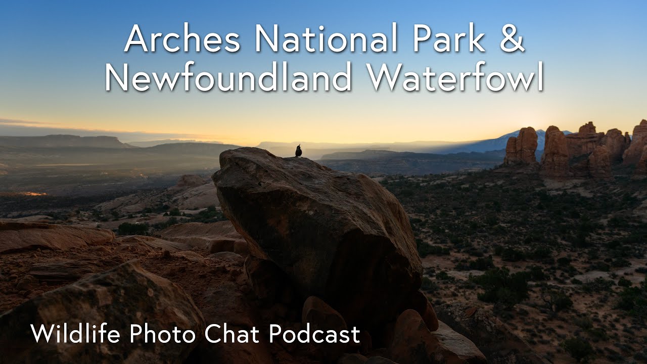 Moab Utah and Waterfowl in Newfoundland - Wildlife Photo Chat Video Podcast