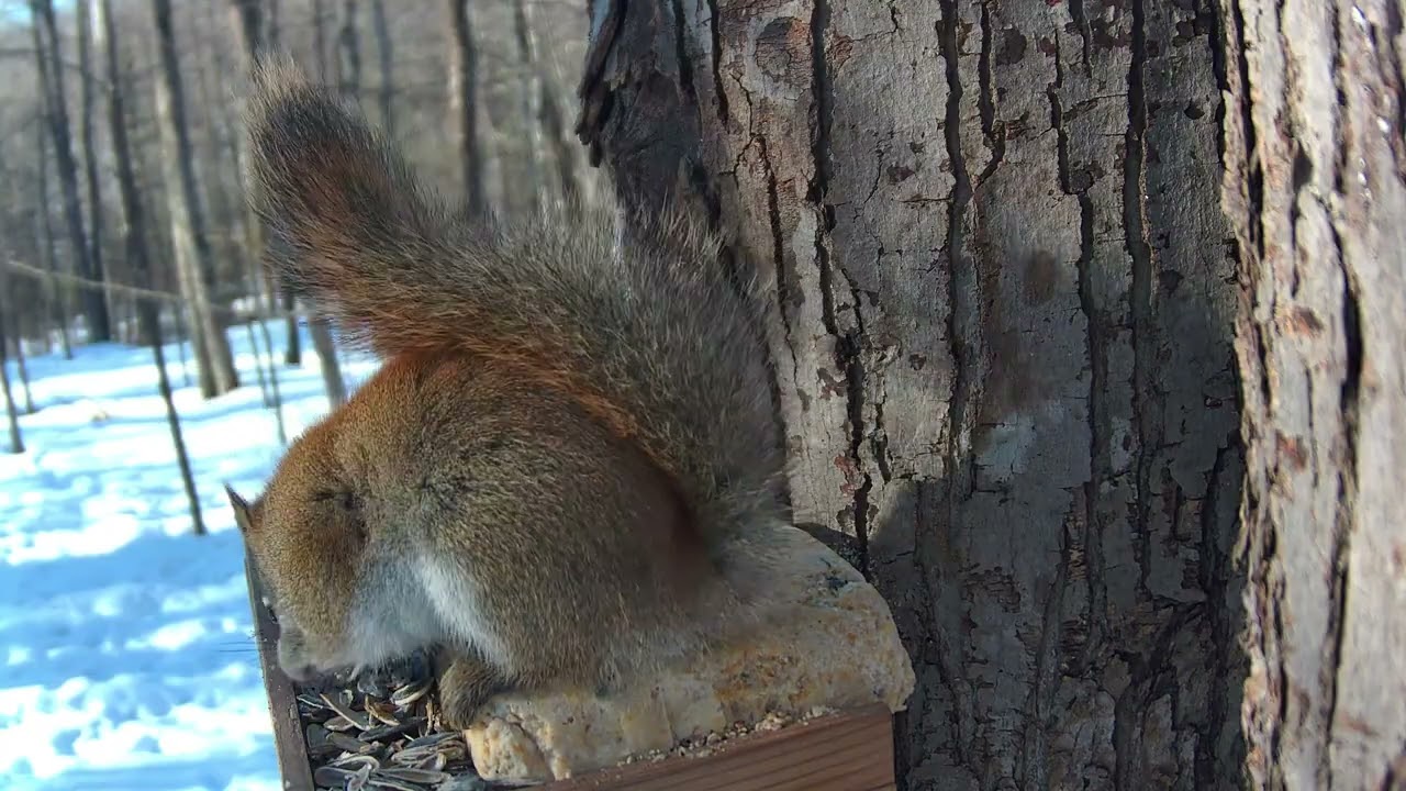 Up Close and Personal with a Wild Red Squirrel | Crystal Clear Close-Up Footage 🐿️