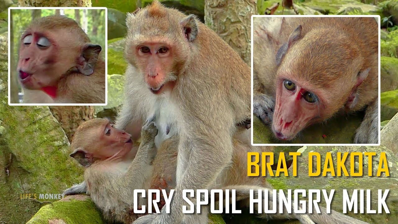 Super Spoil! Brat Dakota Super Crying Long Mouth Ask Mum Duchess Allow Her To Get Milk