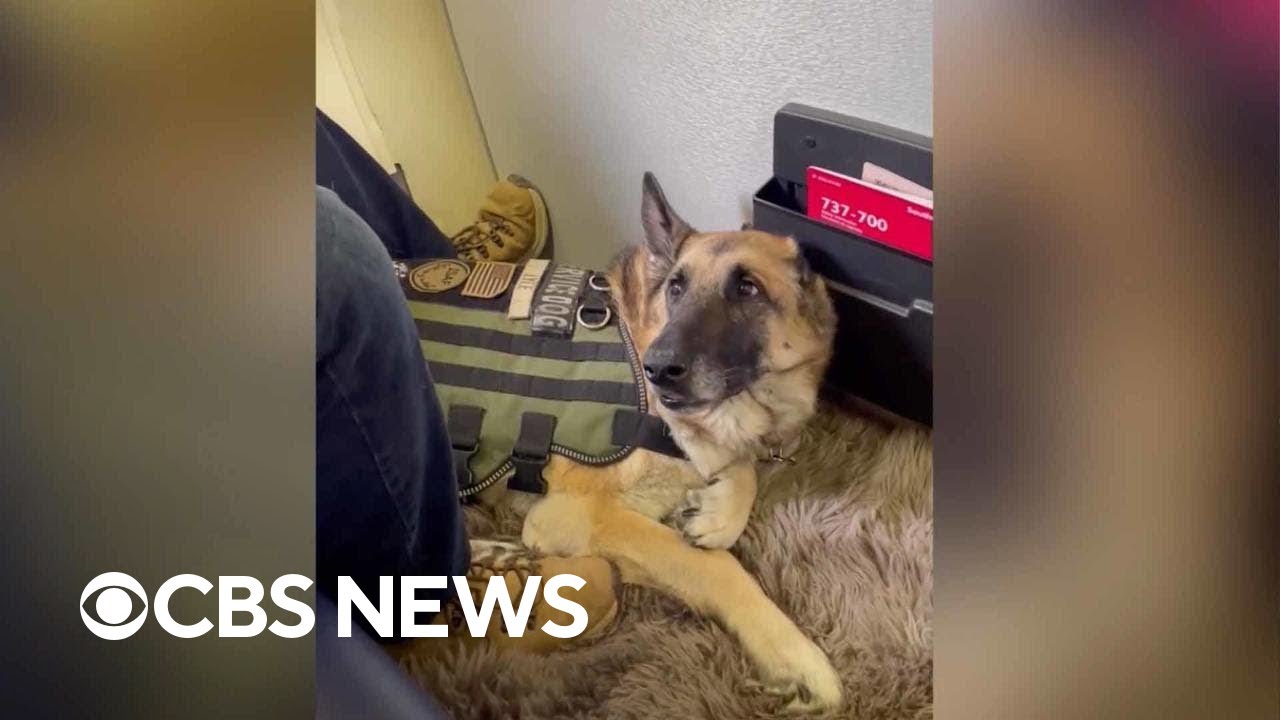 K9 veteran named Kaya receives hero's welcome on flight