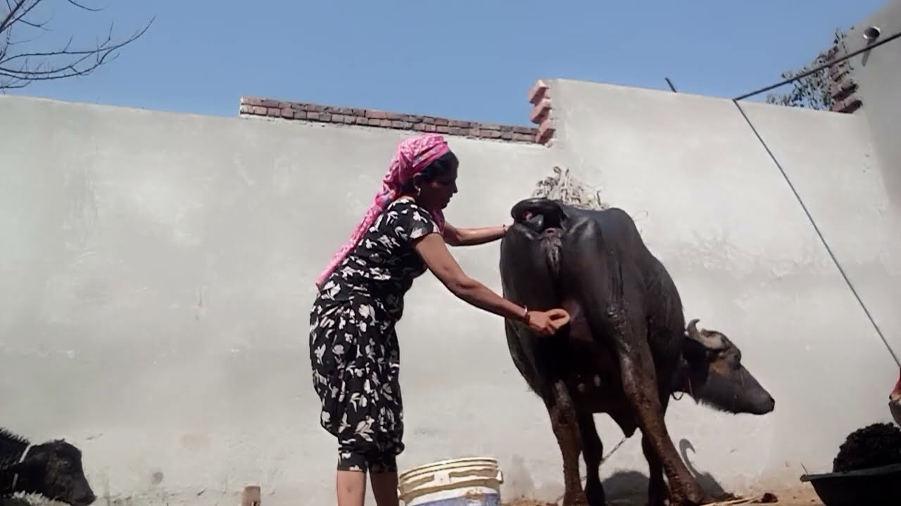 #buffalo की कटिया 🥰 को पिलाया सीत 🍼 धूप में 💥 नहलाकर💦