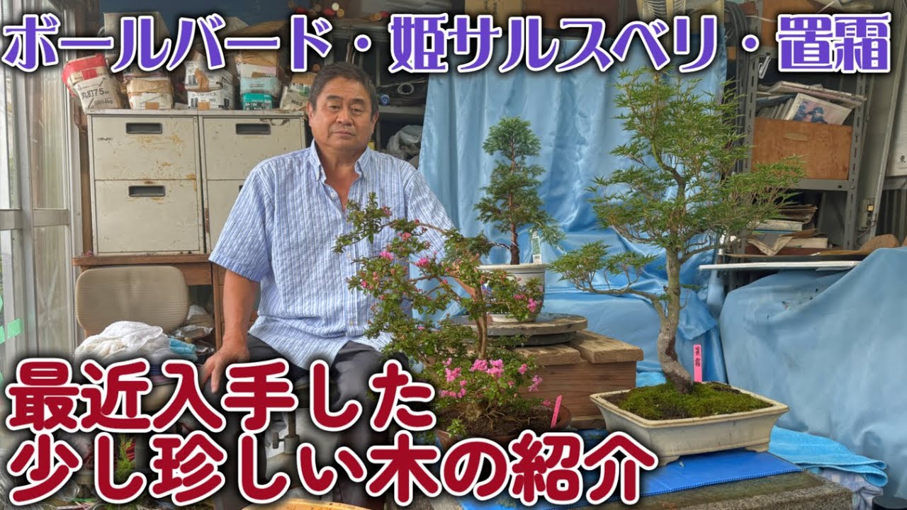 【盆栽】番外編　最近入手した少し珍しい木の紹介【ボールバード・姫サルスベリ・置霜】