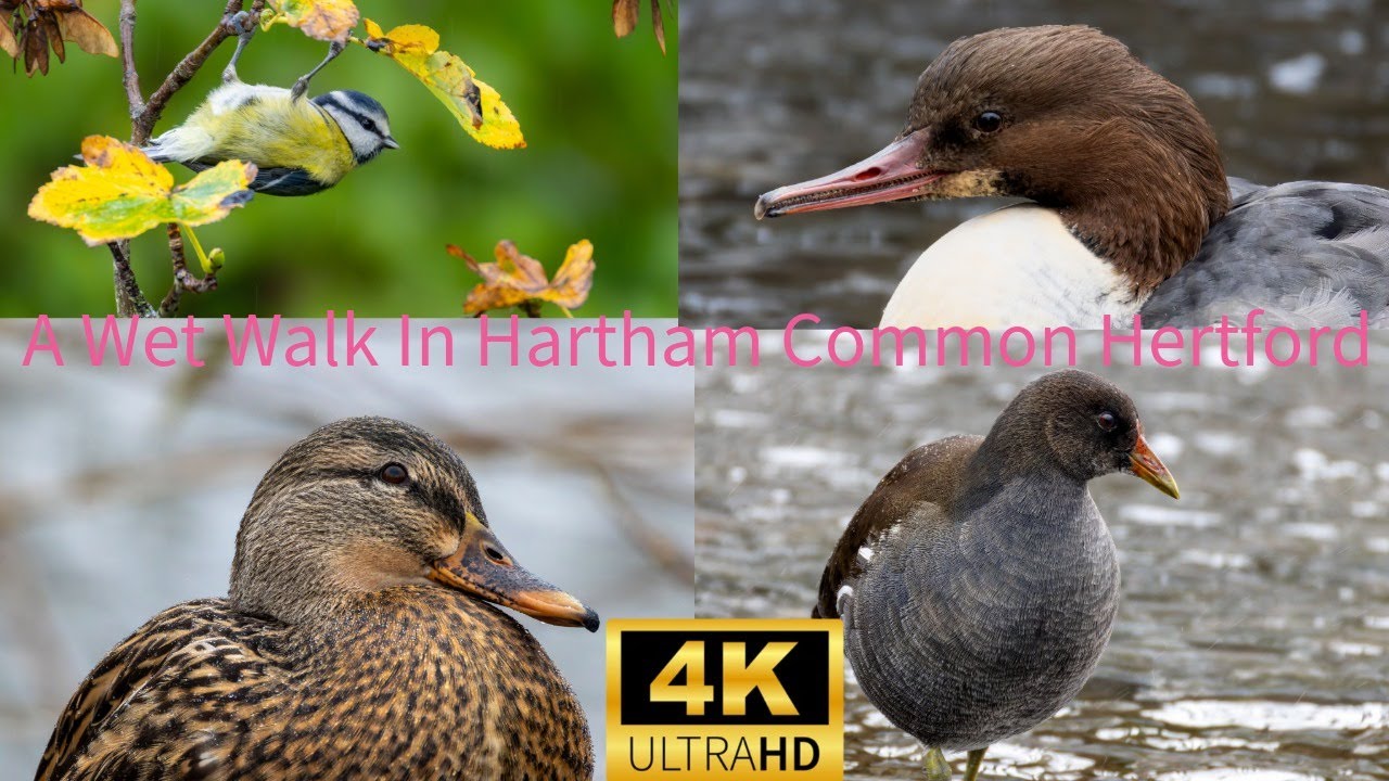 A Rainy Walk Around Hertford 4k Canon R7 & Canon 200 800