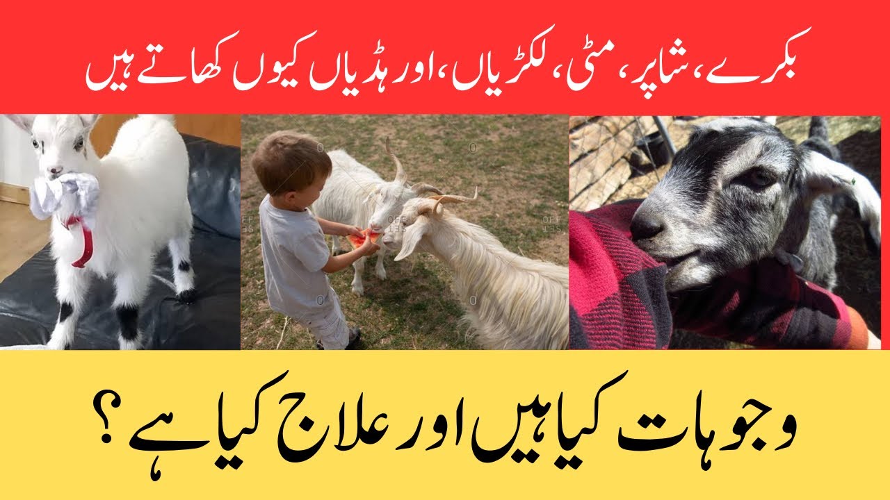 ‎بکرے، شاپر ، مٹی، لکڑیاں ، اور ہڈیاں کیوں کھاتے ہیں, وجوہات کیا ہیں اور علاج کیا ہے ؟