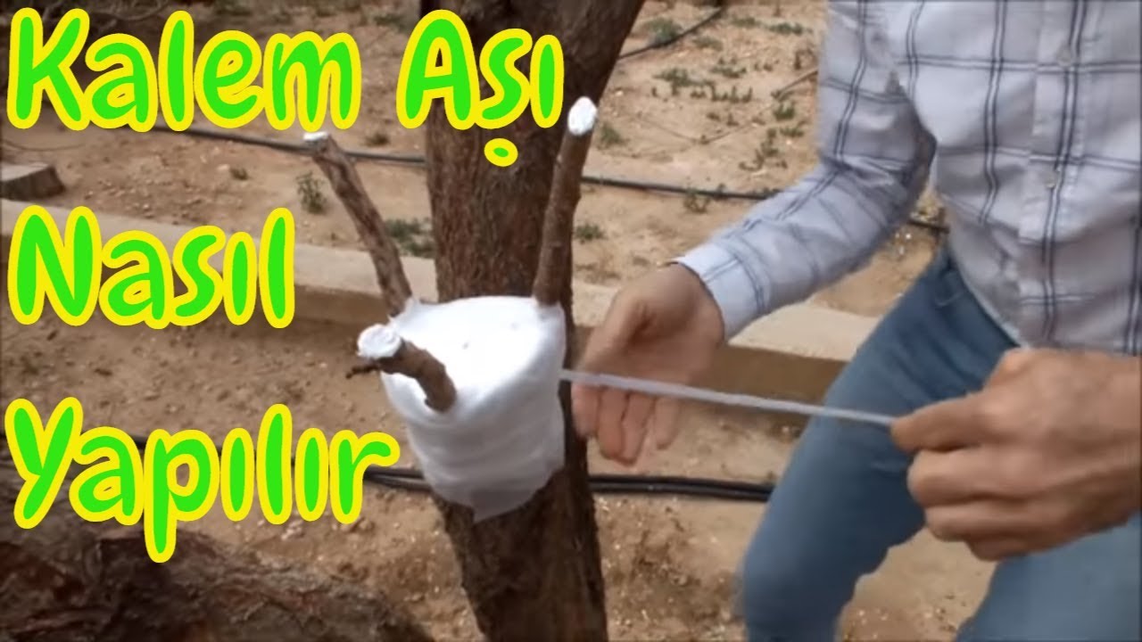 Çoban Kalem Aşı Tekniği Ayrıntılı Anlatım (Kaysı Ağacı)