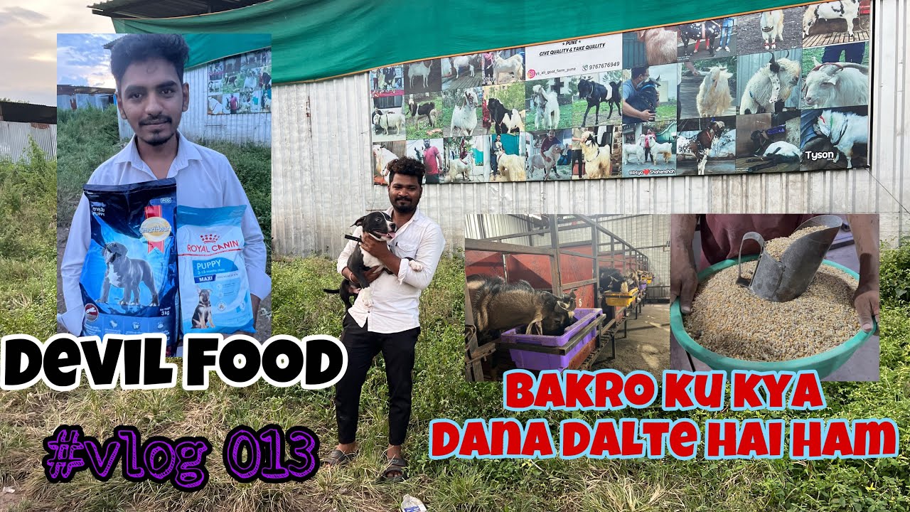 #vlog013 Devil ka food , Bakro ku kya Dana Dalte hai ham , Informative Video .