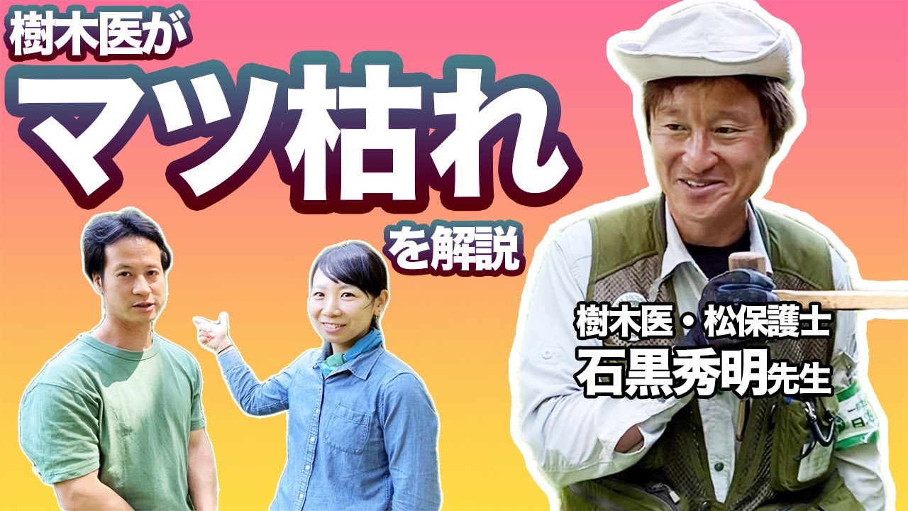 ＃樹木医　が松枯れを解説