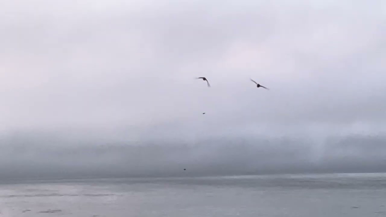 March 13, 2026 Every Morning at The Beach NorCal Santa Cruz California #socal #beach #morning