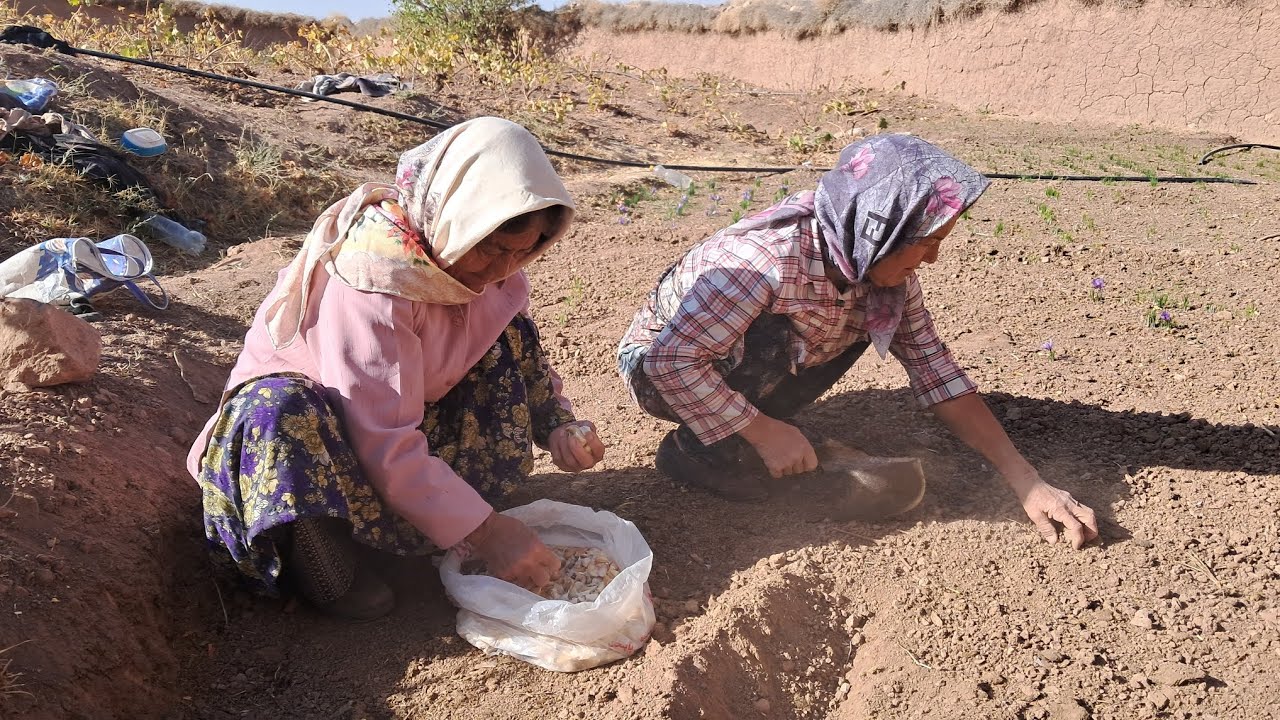 🌱 I Planted Garlic in My Garden / Simple Rural Living 🧄