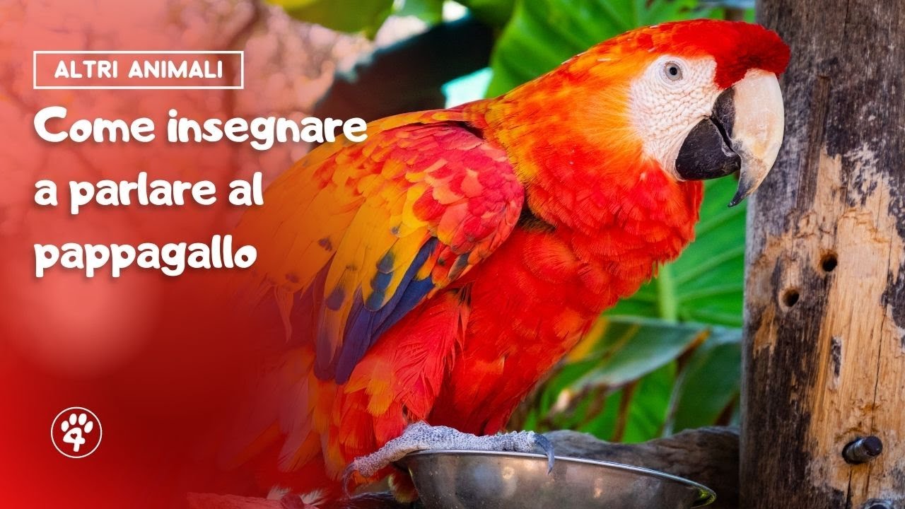 Come insegnare a parlare al pappagallo 🦜 | Amoreaquattrozampe.it