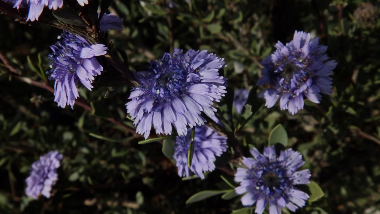 Globularia alypum