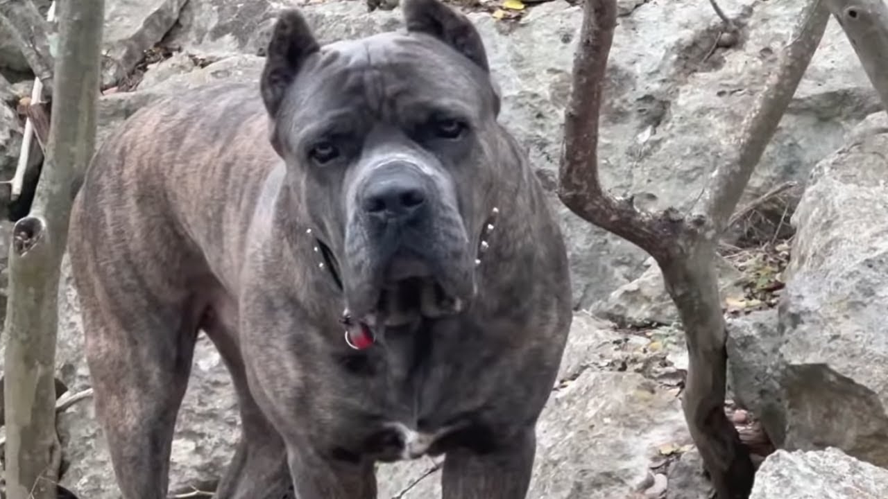 CANE CORSO Pack GUARDING Property: PROTECTION Action