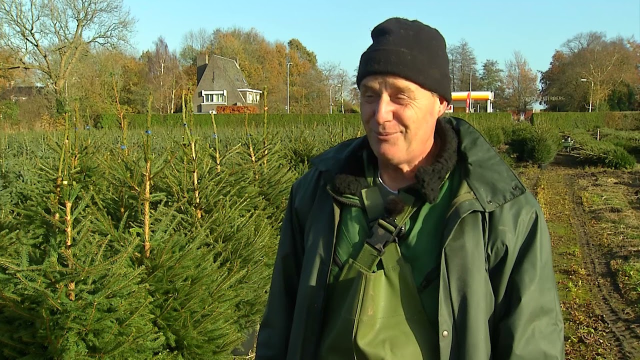 ‘Mensen willen steeds eerder een kerstboom in huis!’