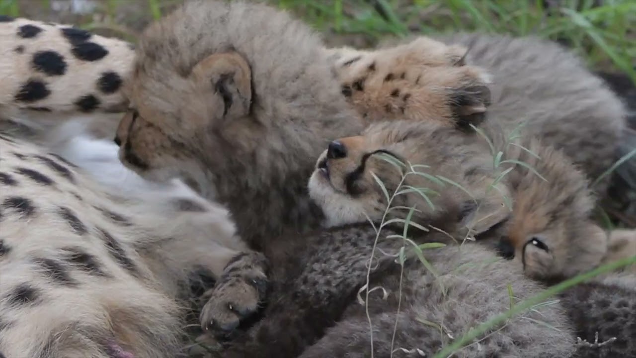 Newest Cheetah Cubs