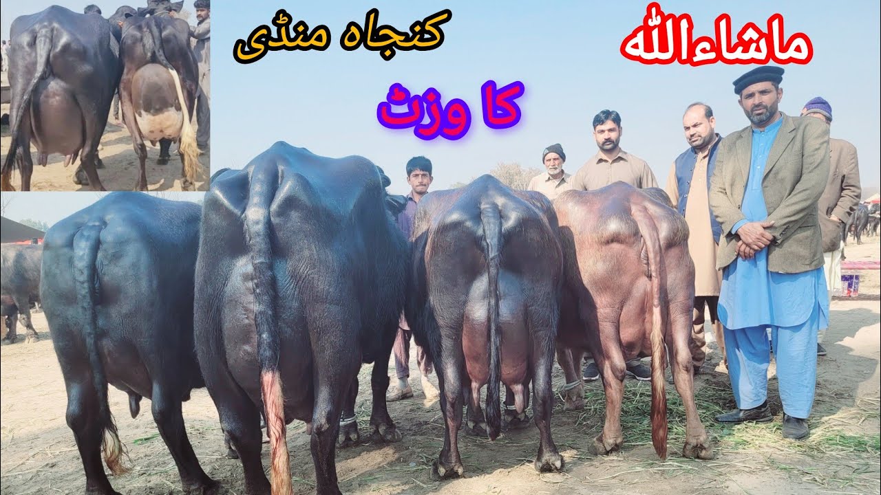 کنجاہ منڈی کا وزٹ کرے اور ریٹ سنے 10 فروری 2024 Haji Arfaz Channel