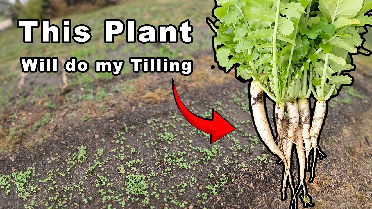Perfect Ground Cover to Improve Clay Soil