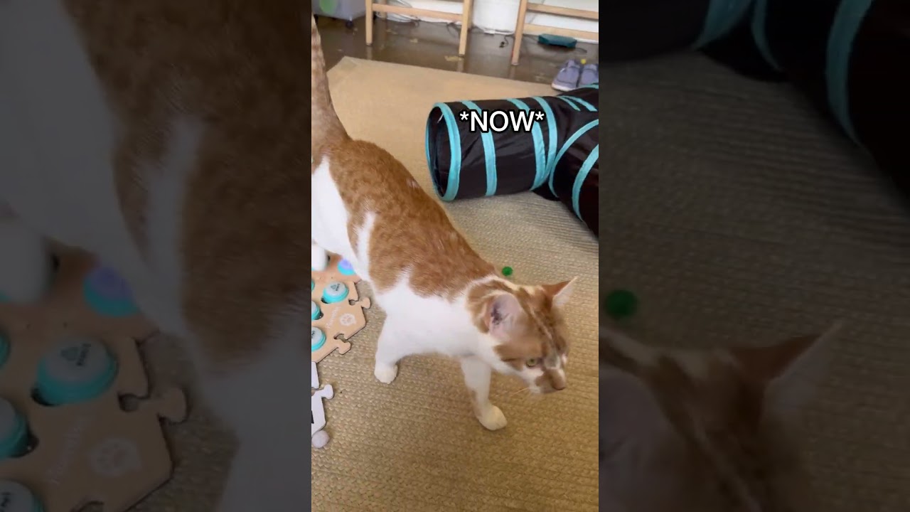 Honestly, is mom ever wrong?! 🤔🤣 | CatManJohn
