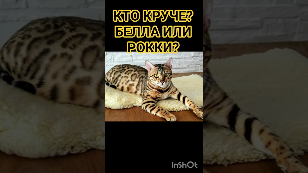 Наши питомцы, наши любимцы #влог #shorts#shortvideo