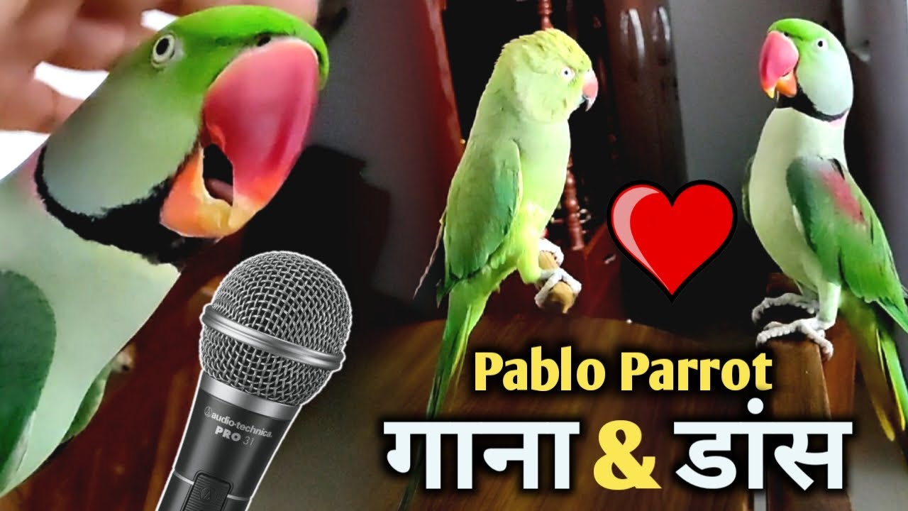 Pablo Parrot Ne Kiya  Mitthu Ke lIye Mastt Wala Dance Aur Singing Mummy Ne Banaya Video