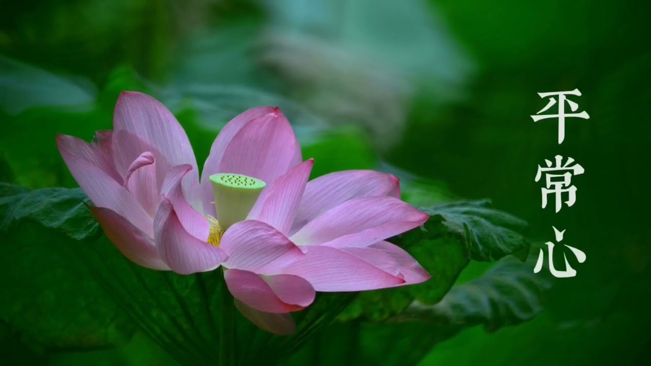 經典精選好聽流行歌曲黃凱芹《平常心》原聲原唱高清版
